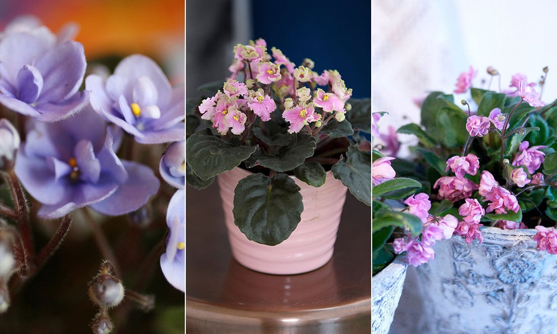 Lyckas med saintpaulia: 9 viktiga skötselråd