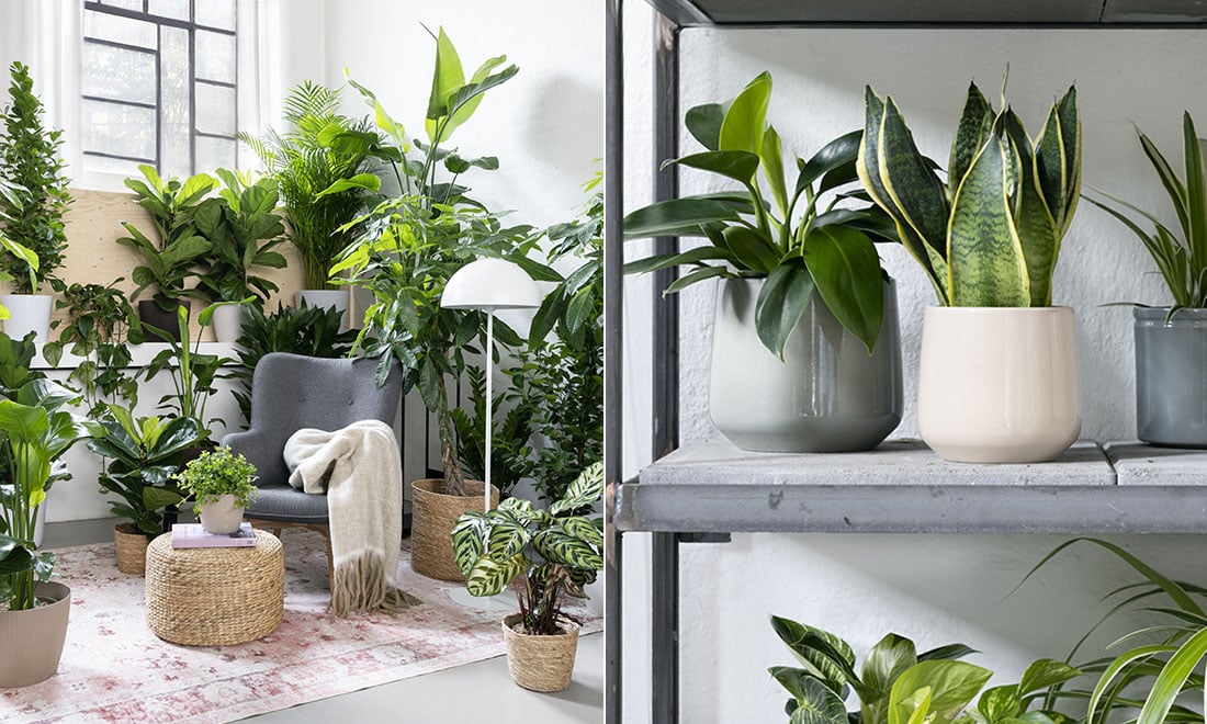 3 stora växttrender att inspireras av 2025