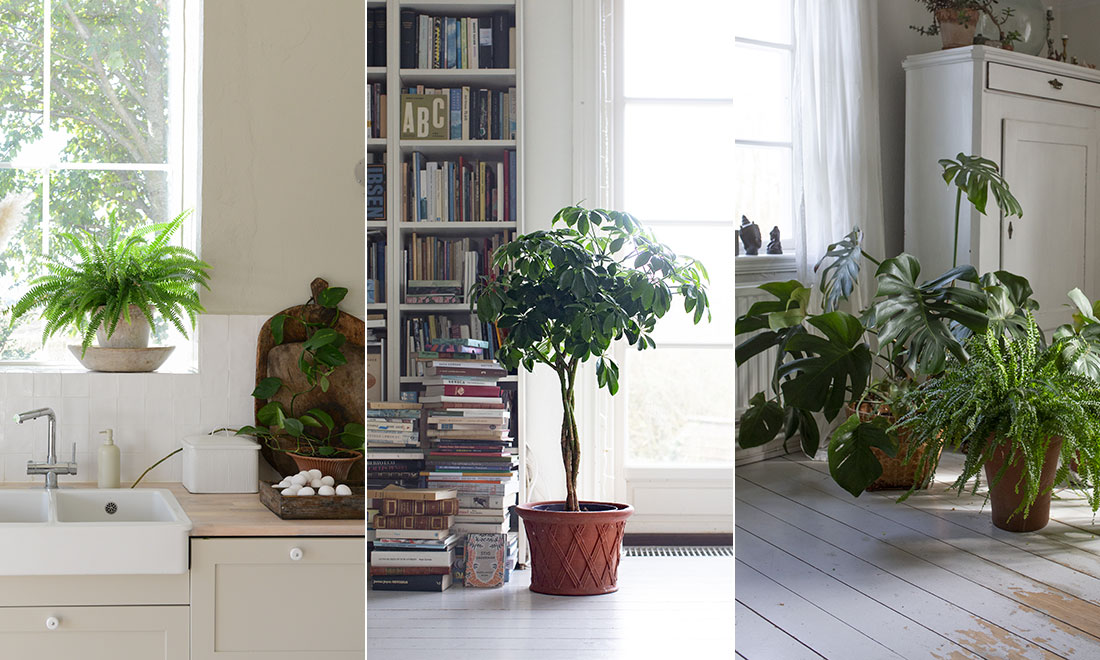 7 lättskötta gröna växter – och tipsen som får dem att frodas