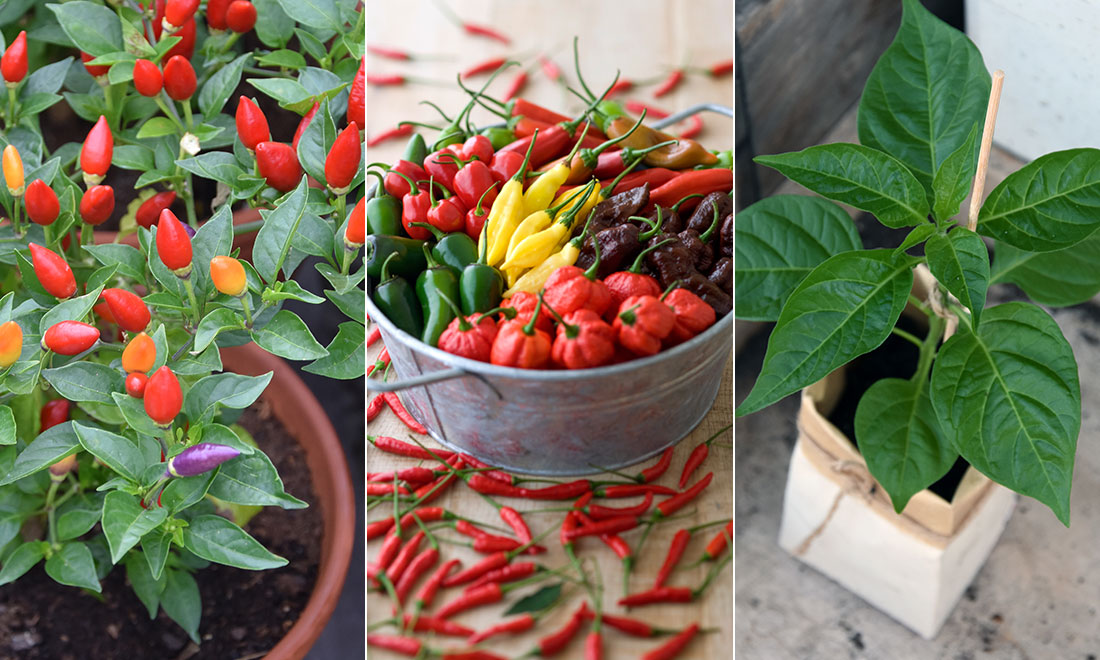 Odla chili från frö till planta – steg för steg