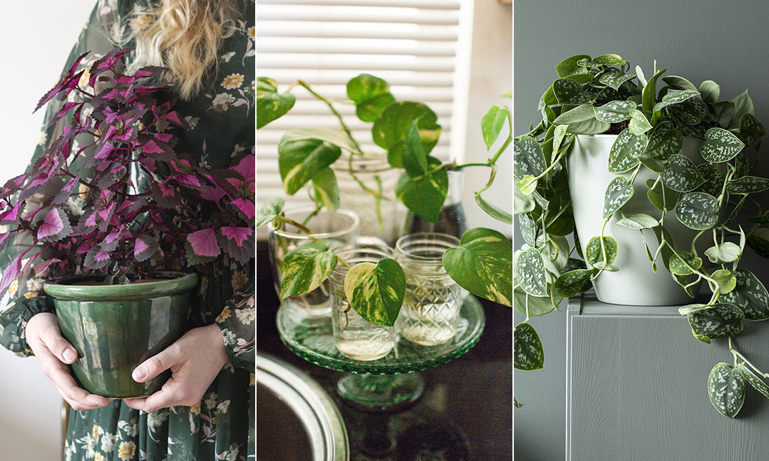 Så lyckas du med dina sticklingar – 5 enkla knep