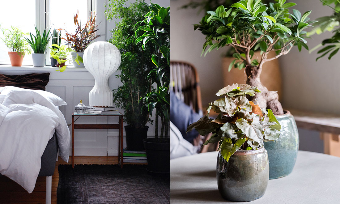 Hitta rätt krukväxter till hemmets olika rum – det här ska du tänka på