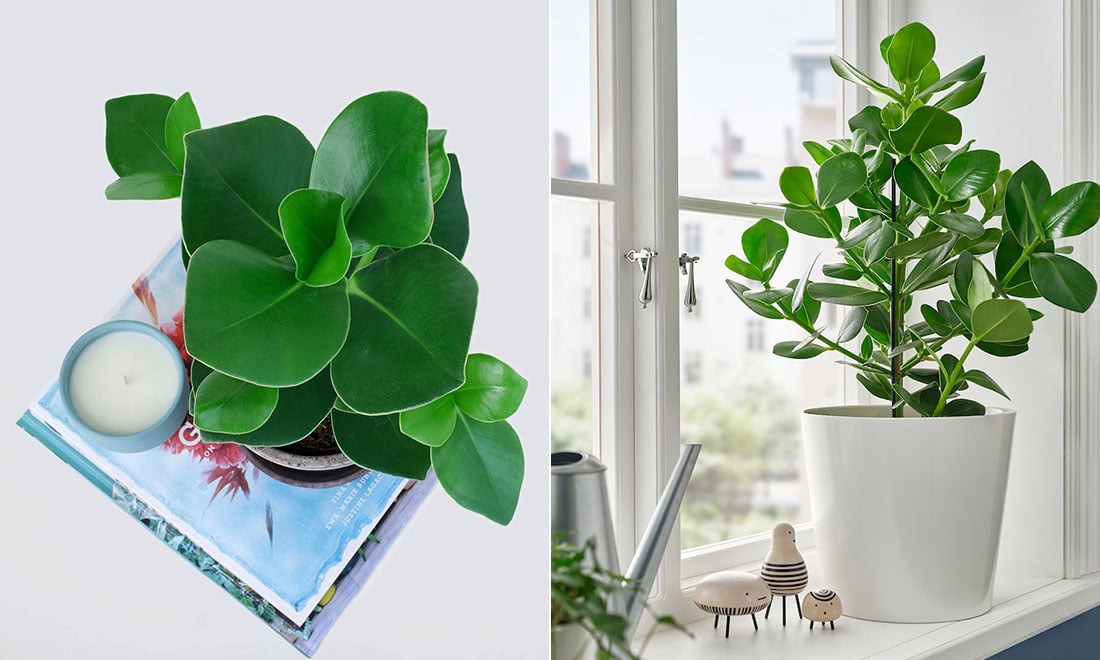 Lyckas med trendväxten Narrfikus – viktiga skötselråd!