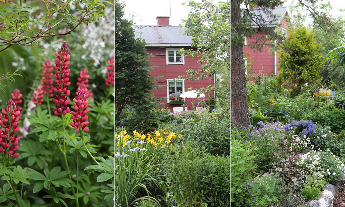 Perenner, odlingslådor och växthus i trädgården utanför Umeå – kika in