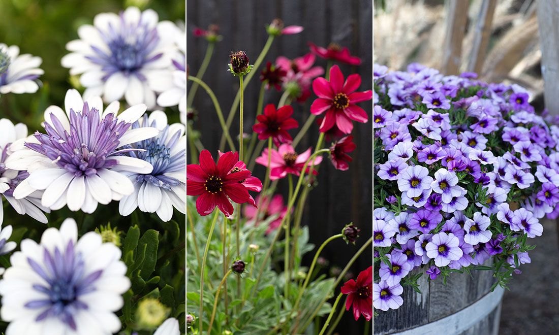 10 nya blommor i trädgårdshandeln 2025