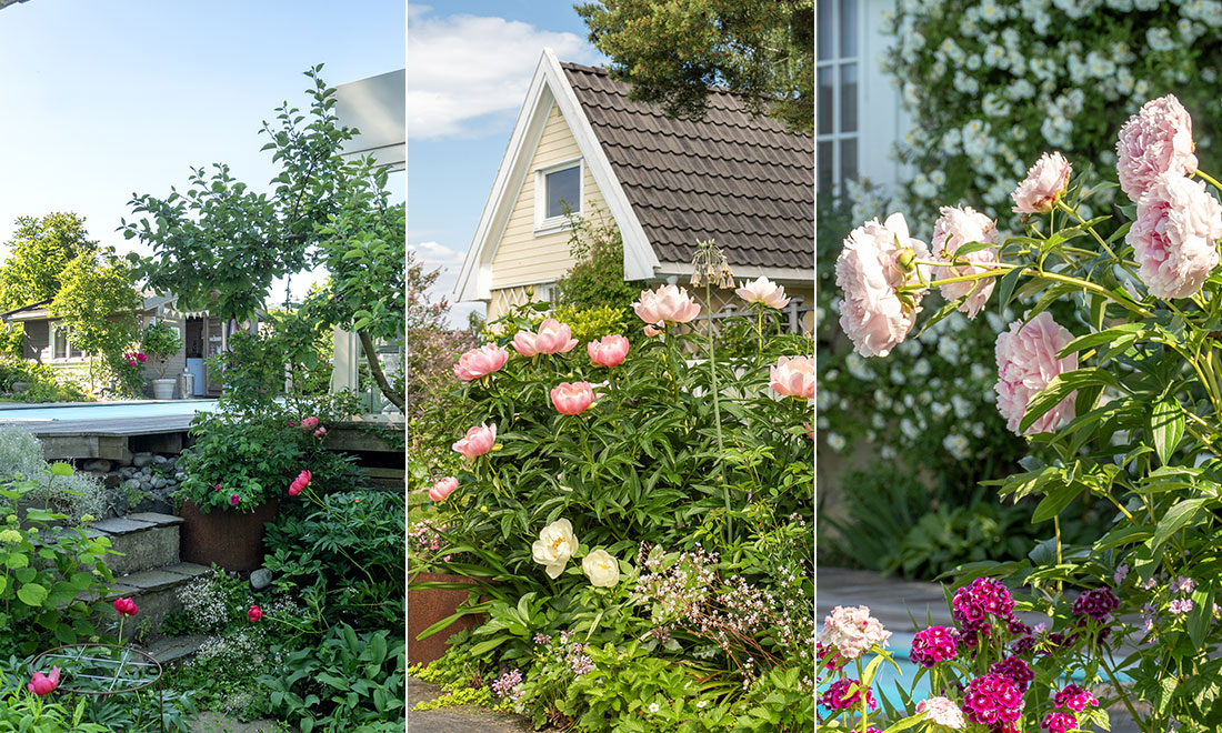 Kika in i trädgården med 130 sorters pioner: ”Är enkla att odla”