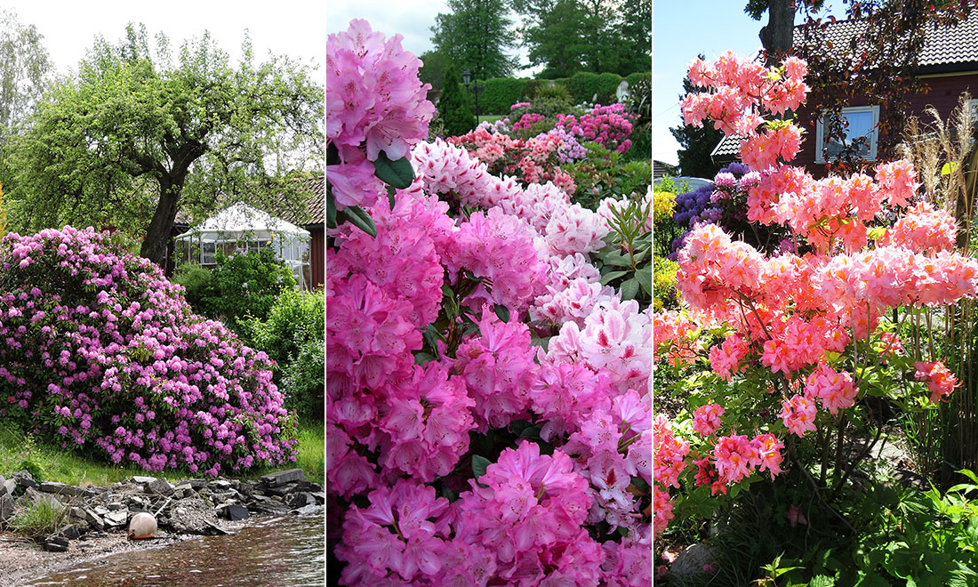 Så lyckas du med ­rhododendron och azalea – viktiga skötselråd och sorter