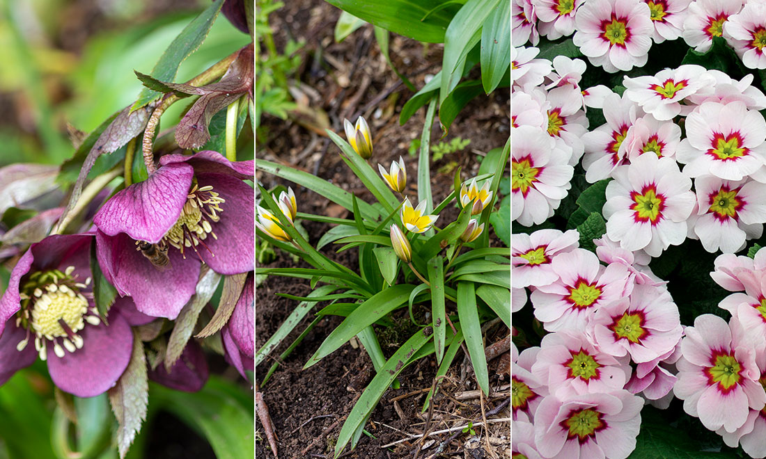 5 perfekta vårblommor för trädgården