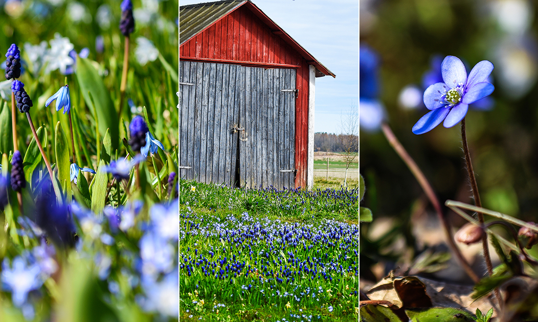 Vårblommor i blått – så skapar du blommande mattor i trädgården