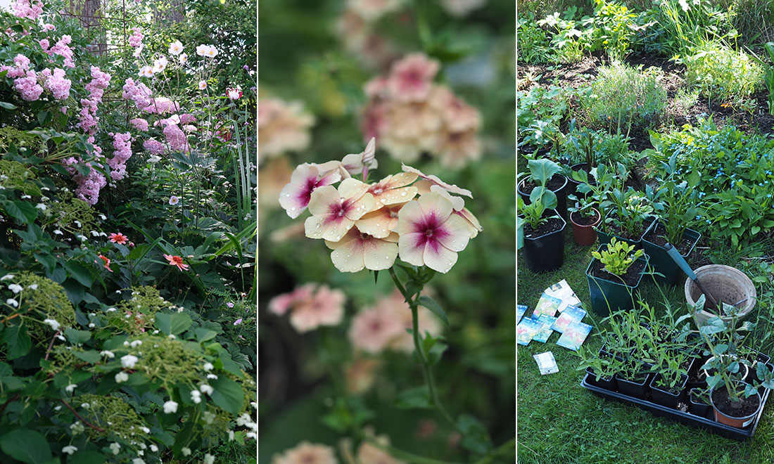 Så skapar du en trädgård som blommar hela säsongen – från vår till sen höst