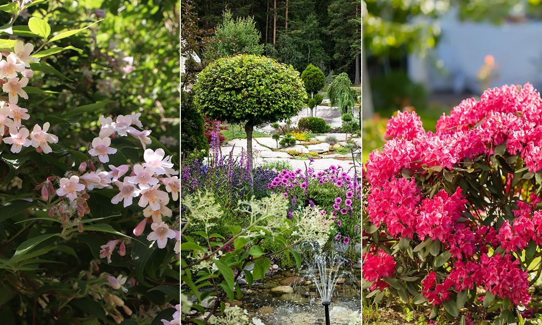 10 fina buskar och träd för trädgården