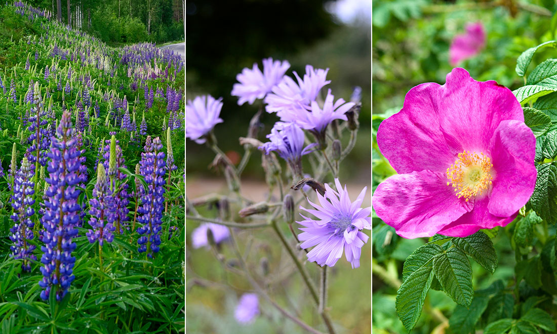 5 vanliga invasiva växter – så kan du bekämpa dem