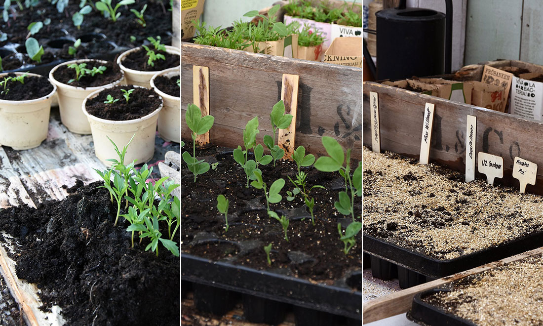 Kallså blommor och grönsaker: Enkla steg till en lyckad skörd