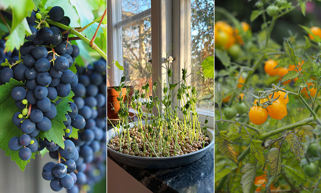 Lyckas med odlingen – på balkongen eller fönsterbrädan
