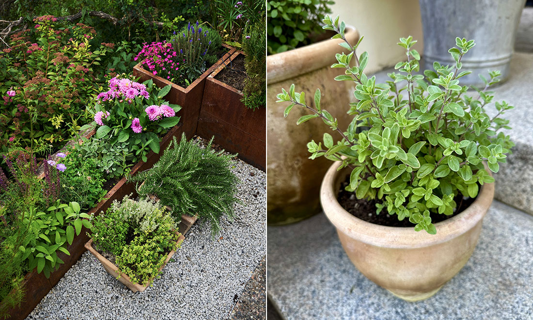 Odla örter – bästa knepen för att lyckas