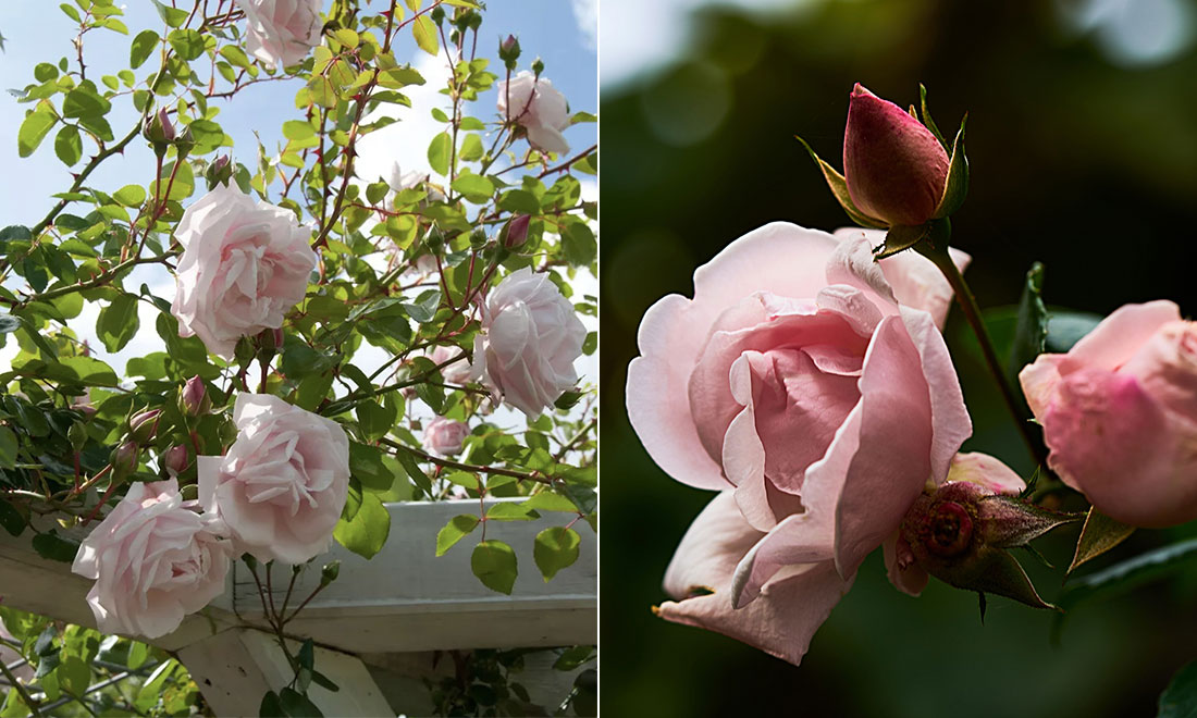 Lyckas med populära rosen ”New Dawn” – viktiga skötselknep och plantering