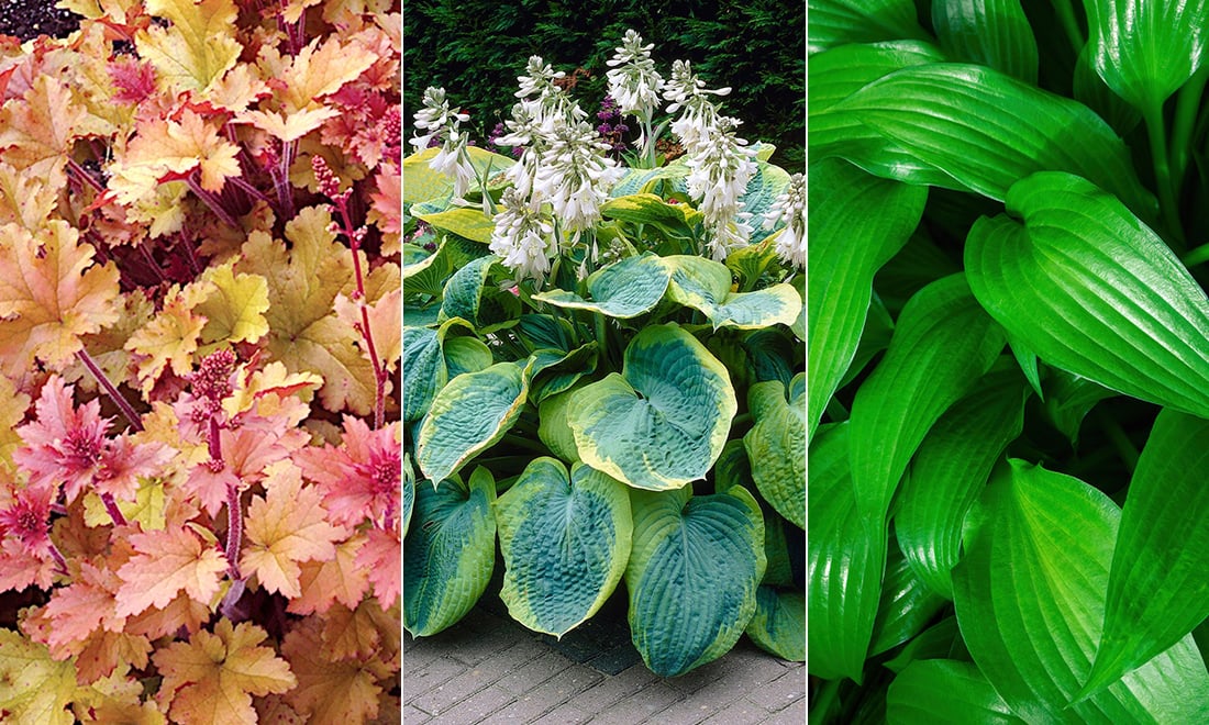 8 växter för trädgårdens skuggiga platser