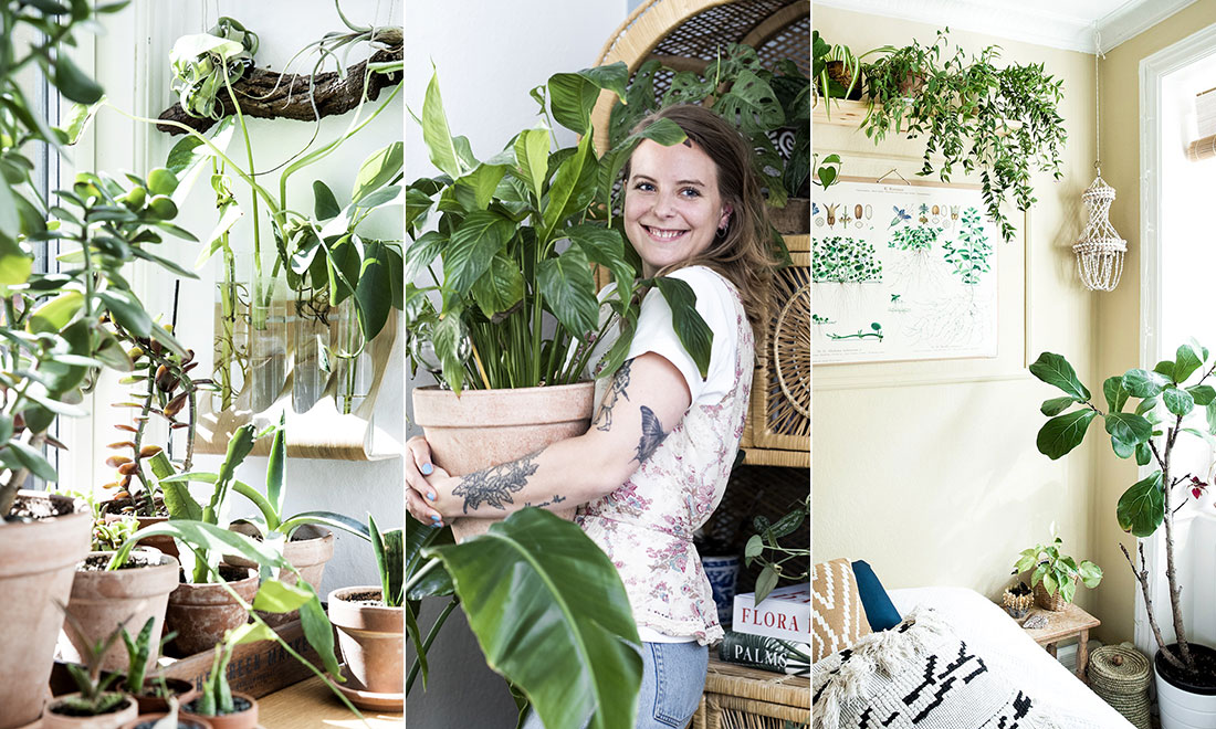 Louise har över 100 krukväxter i sin tvårummare: ”Planterar om i flera dagar”