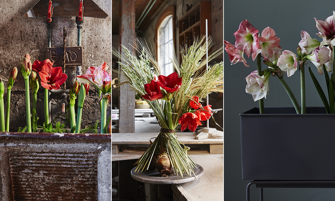 Så lyckas du med din amaryllis – 5 proffsknep du inte vill missa!