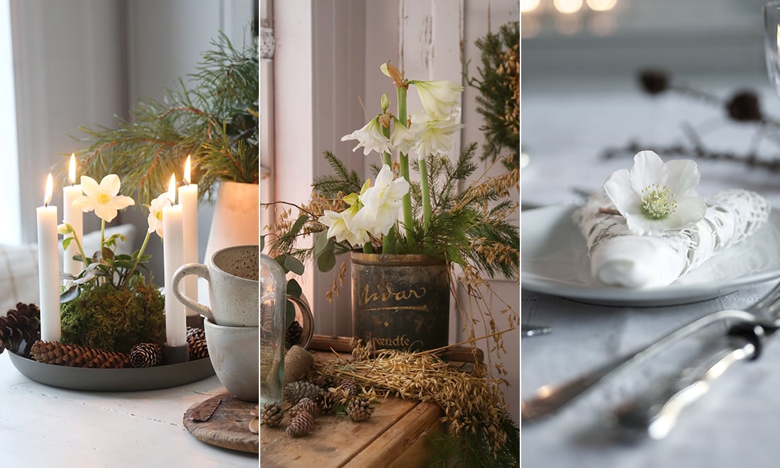 Pynta vackert med vita julblommor – 11 kreativa idéer