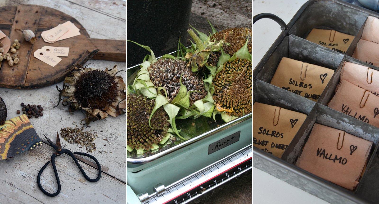 Samla trädgårdens fröer – här är fröerna du kan plocka i höst