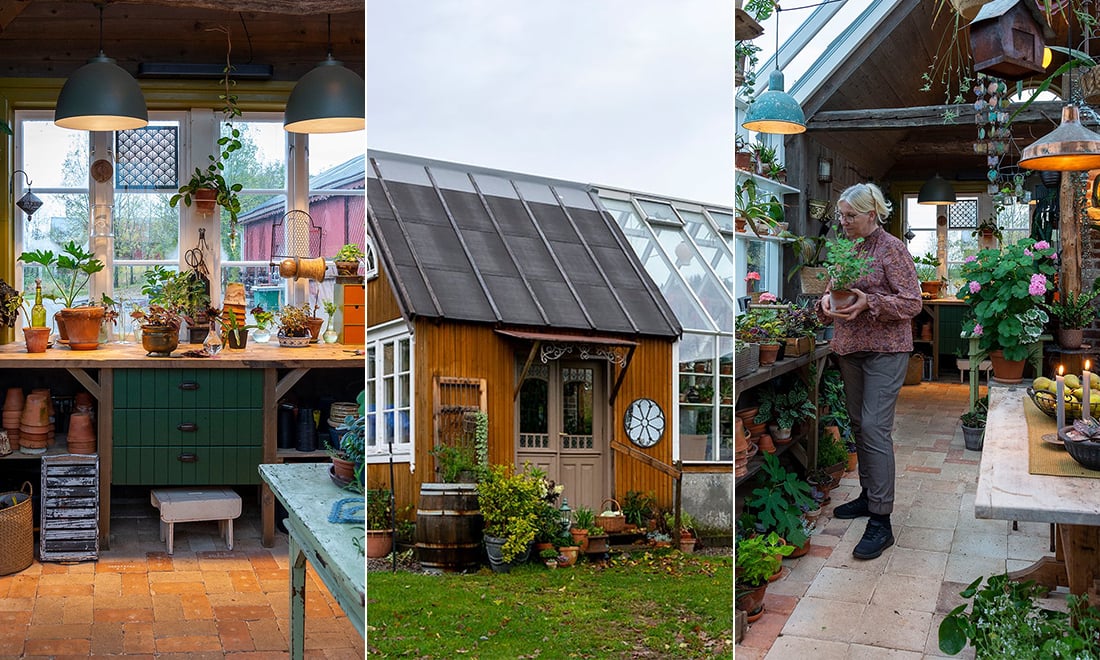 Paret njuter av sitt växthus året om: ”Vi är här väldigt mycket, äter tillsammans eller tar en kaffepaus”