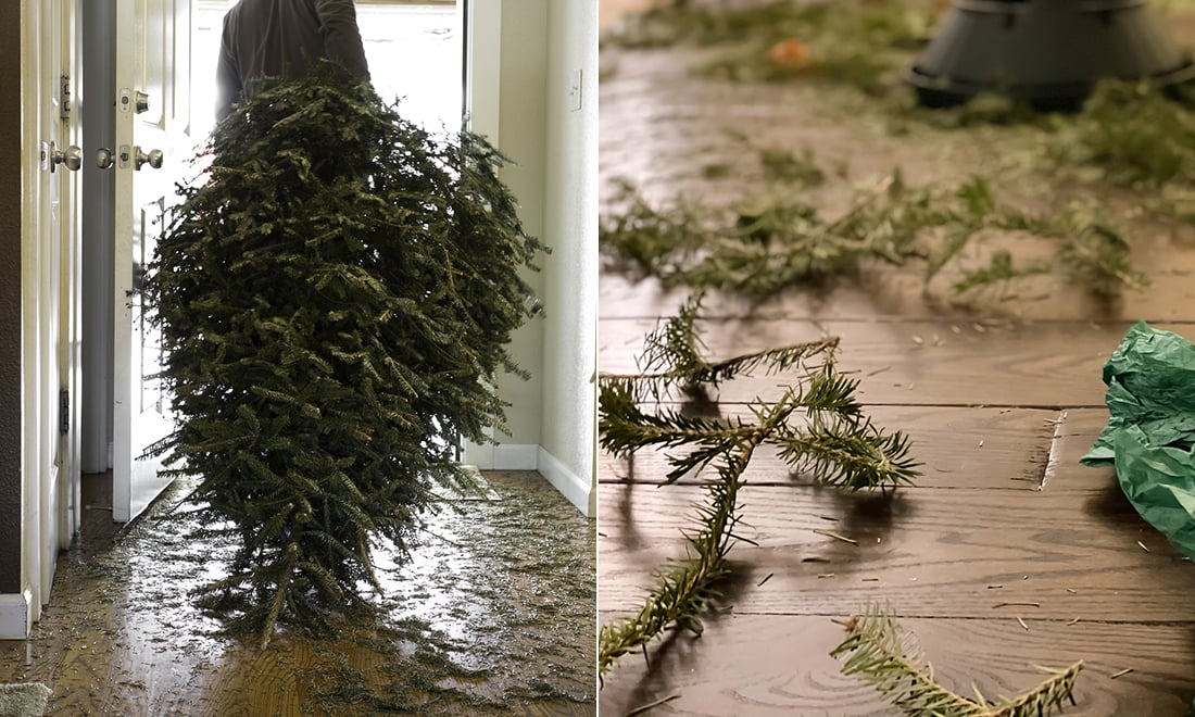 Vet du inte vad du ska göra med granen efter jul? Så gör den nytta i trädgården!