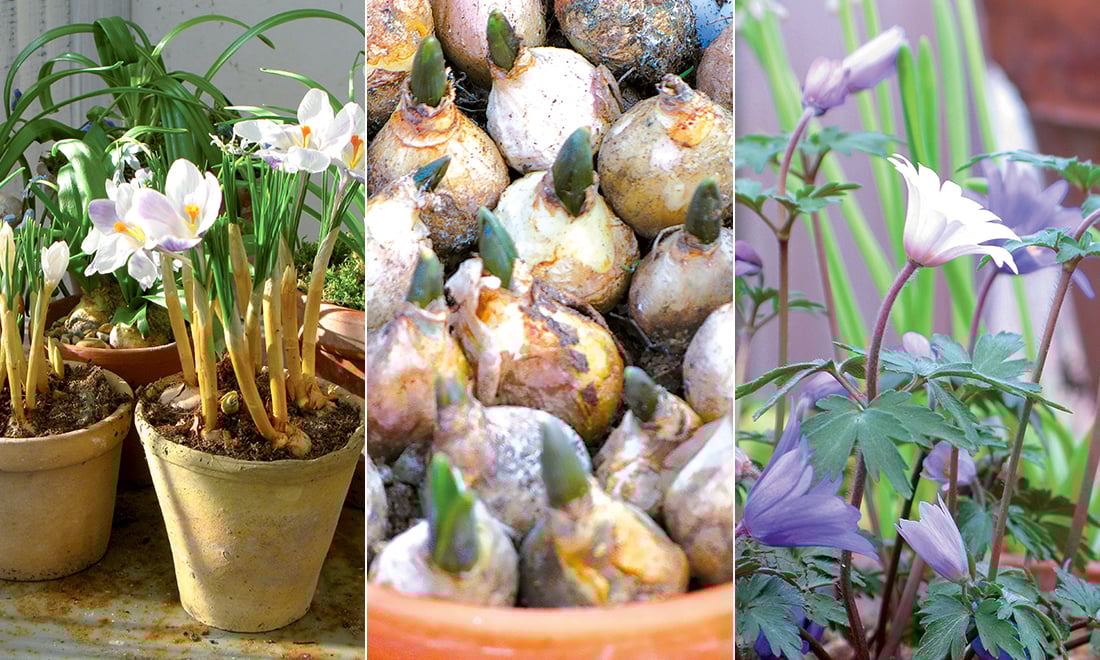 Tjuvstarta våren inomhus – här är blommorna att förkultivera på fönsterbrädan